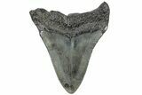 Fossil Megalodon Tooth - South Carolina #308081-1